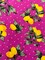 Magenta Lemon Polka Dot Print Double Brushed Jersey Knit Fabric By the Yard